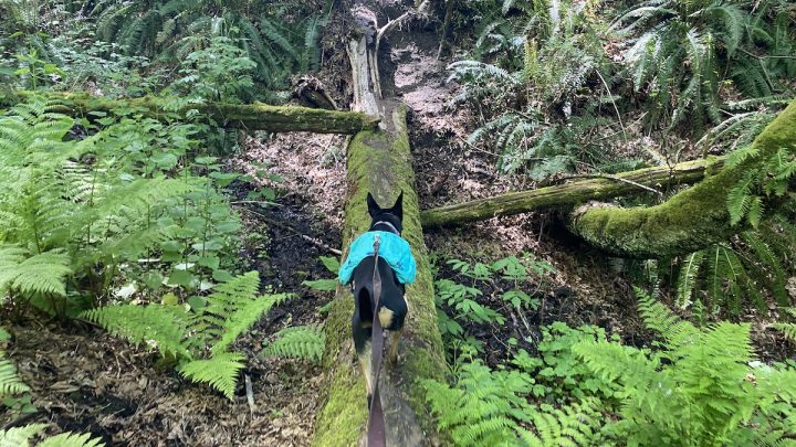 black and tan dog walking on log in forest with teal saddlebags
