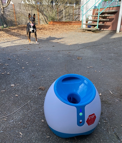 Pepper waiting for the iFetch launcher to shoot a ball