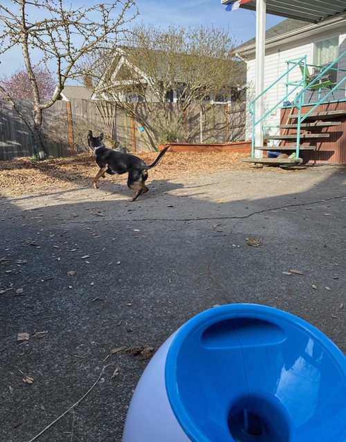 Pepper chases a blue ball