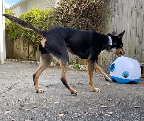 bringing the ball back to the iFetch ball launcher