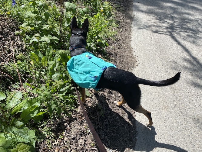 black dog wearing teal pack walking on road