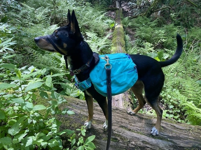 black and tan dog wearing teal dog pack standing on log