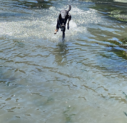 Dog runs through sparkling water.
