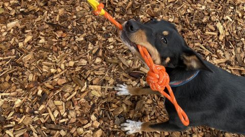 black and tan dog tugging on orange rope toy