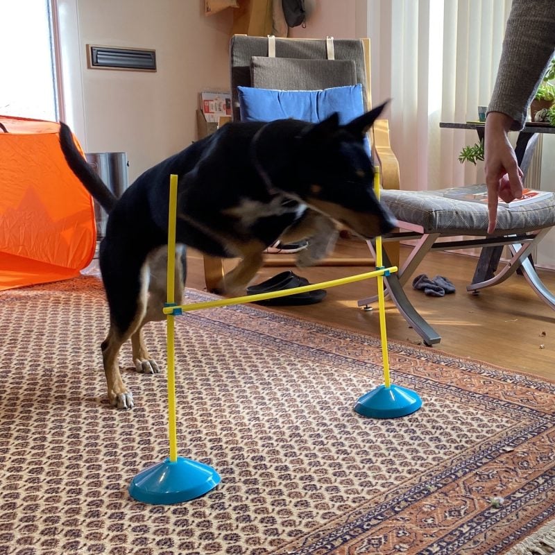 Dog leaps over plastic hurdle in living room.