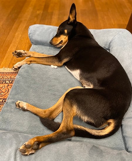 black and tan Cattle dog mix asleep on blue pad, after reviewing FluentPets talking dog button
