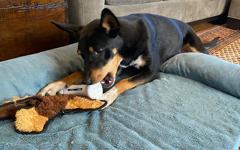 black and tan dog chewing on toy