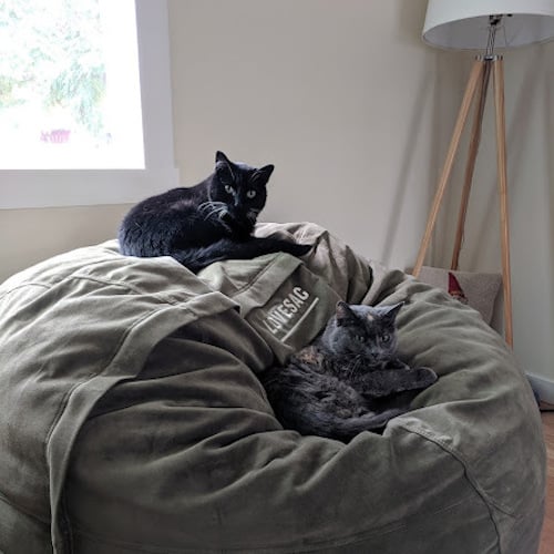 Two cats sleep on a beanbag chair