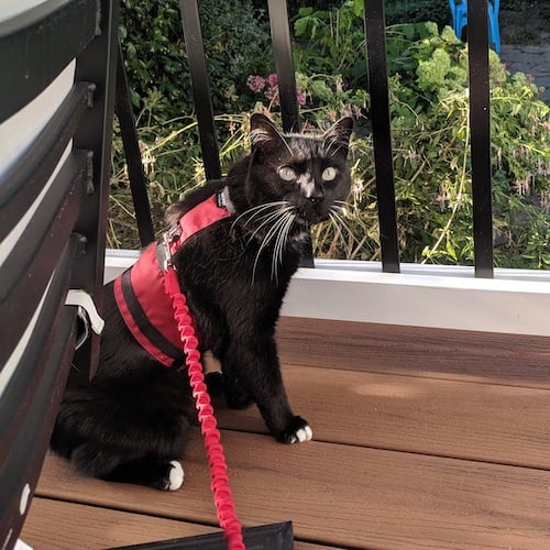 A Tuxedo cat sits on a porch on a leash