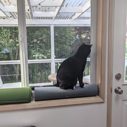 Black cat sits in window, looking out