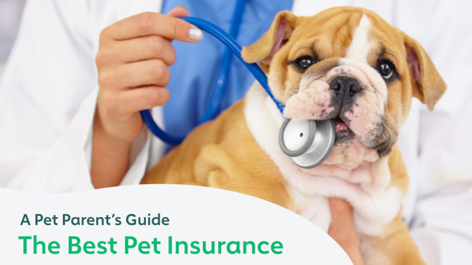 The Best Pet Insurance Companies: A Pet Parent's Guide