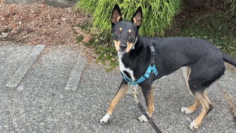 Dog walks on urban sidewalk, wearing Easy Walk harness in blue