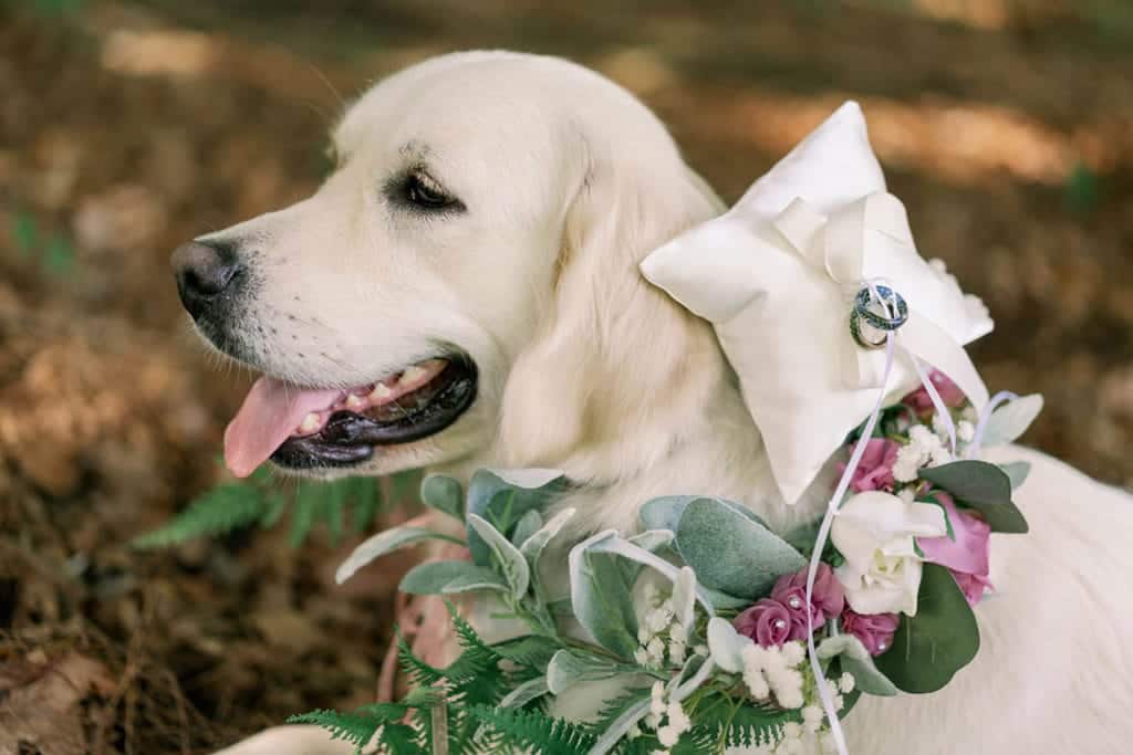 A Golden Retriever dog acting as a couple's ring bearer in their wedding