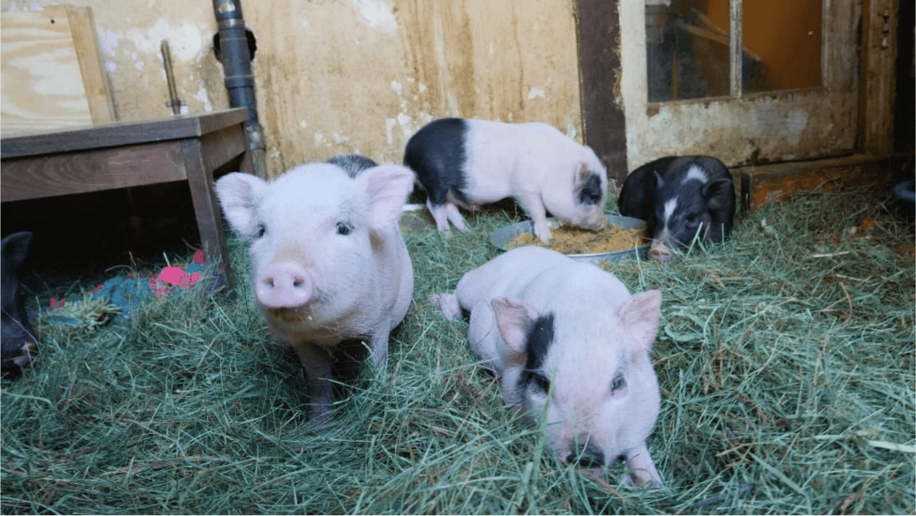 Piglets seen on "Pig Little Lies"