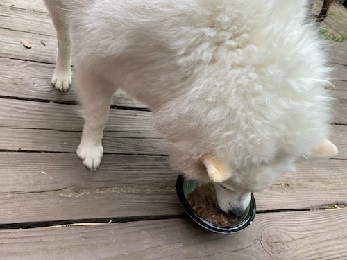 Remy enjoying carob ice cream