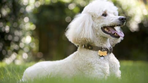 A portrait of a standard poodle in the grass.