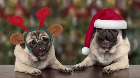 two Pugs, one with reindeer headband the other with Santa hat