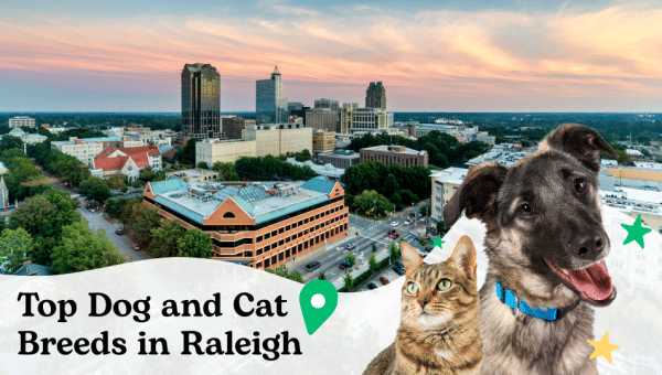 Top dog and cat breeds in Raleigh