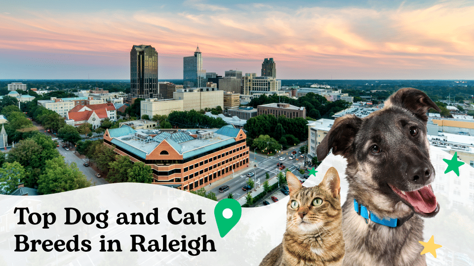 The Most Popular Cat and Dog Breeds in Raleigh