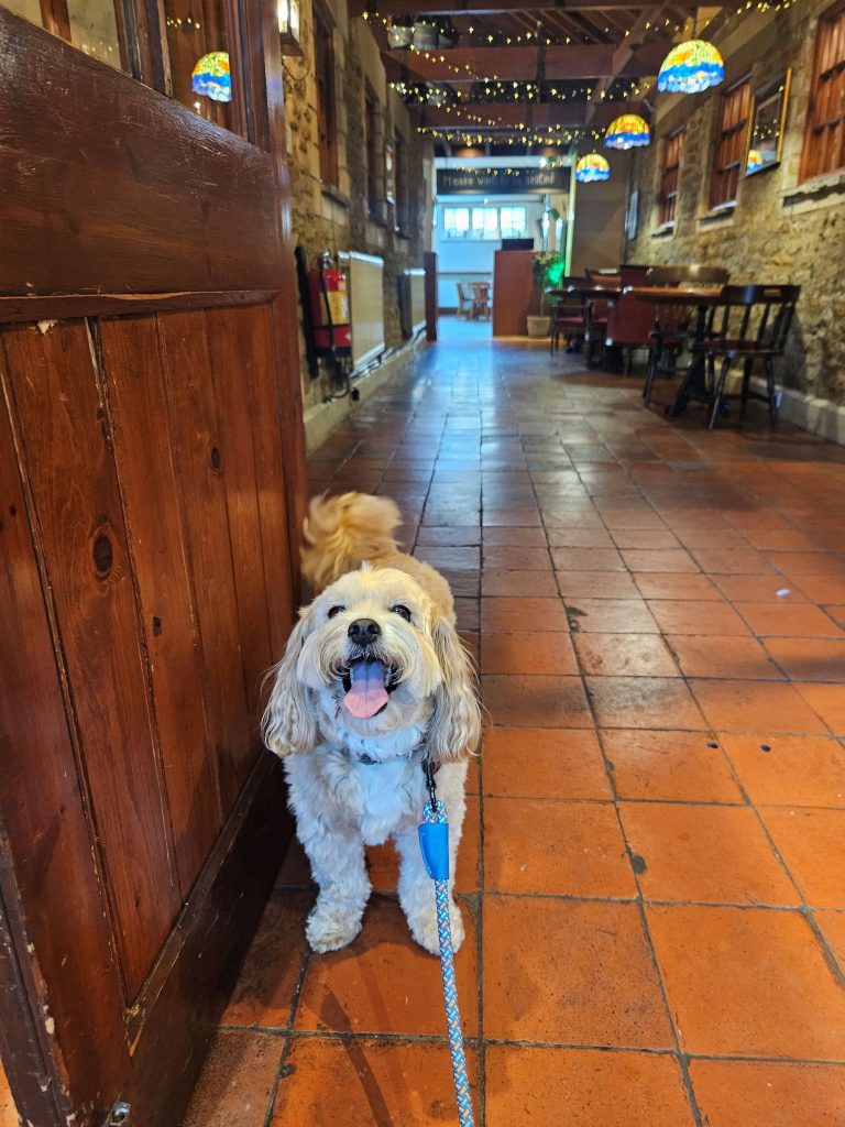 Dog in empty Ramblewood Inn pub