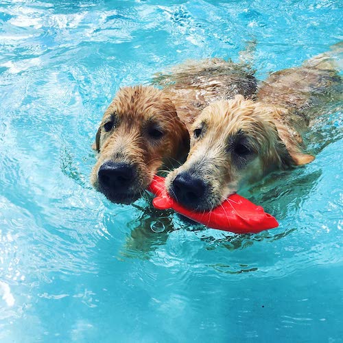 Two dogs swimming in pool with red toy fish