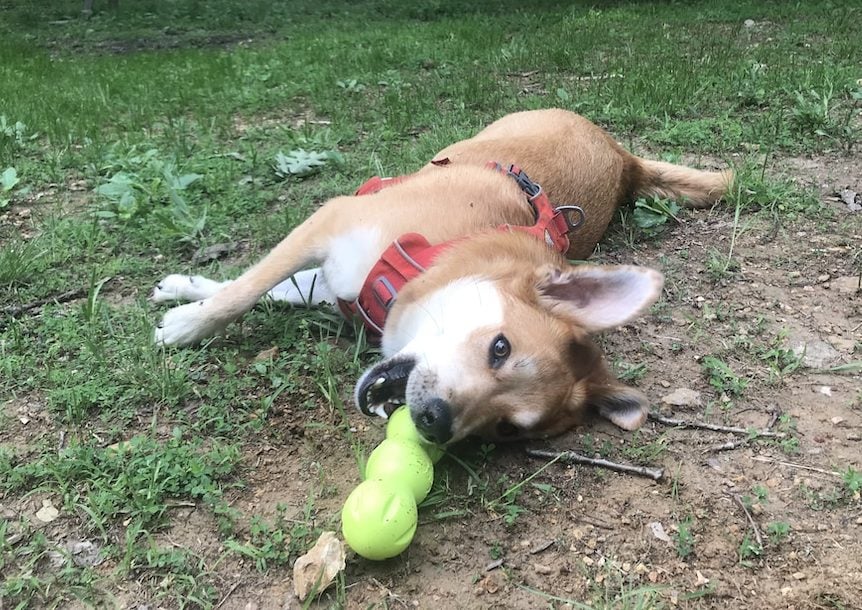 Dog lays on ground playing with Westpaw toy