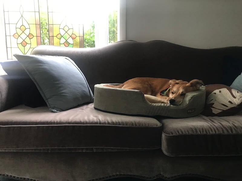 Dog sleeps in heated bed on couch.