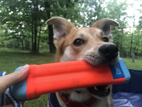 Dog holds diving stick in mouth at park