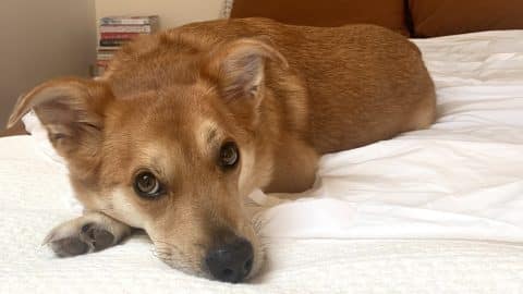 Brown dog on bed