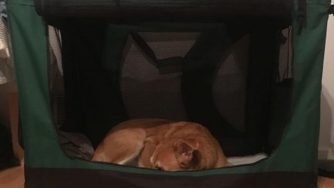 Dog naps in soft dog crate