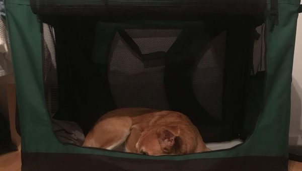 Dog naps in soft dog crate