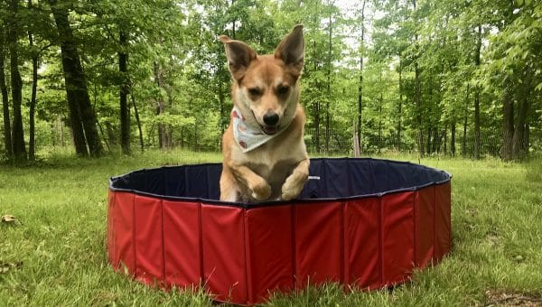 Roo jumps out of Yaheetech Pool