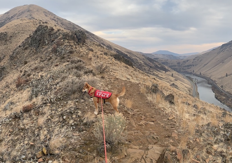 Dog wearing red jacket on hike