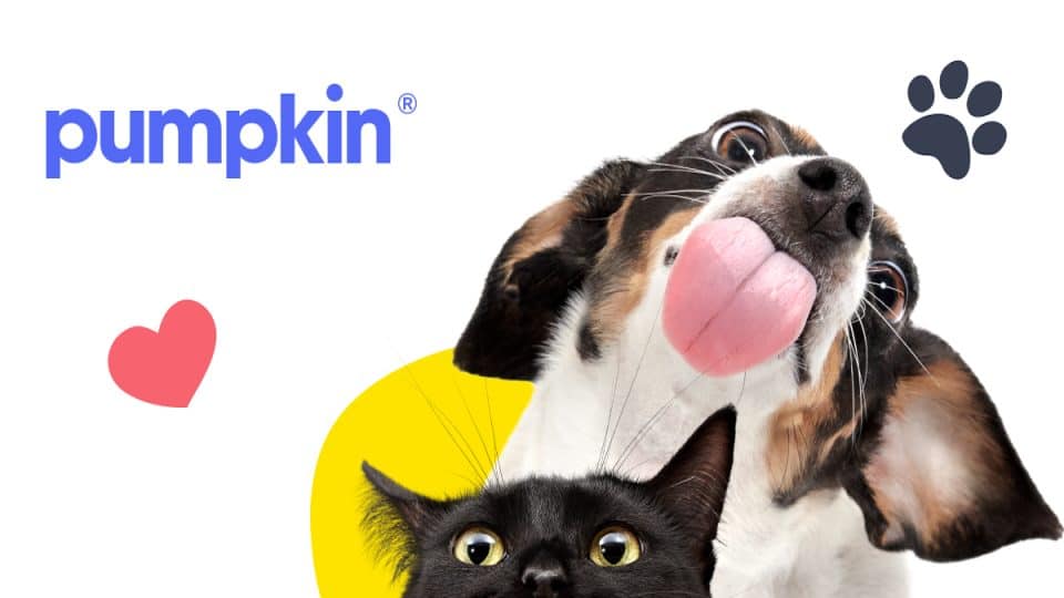 A dog with their tongue out and a cat beneath the Pumpkin Pet Insurance brand logo.