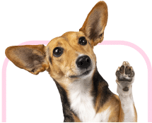 A dog waving