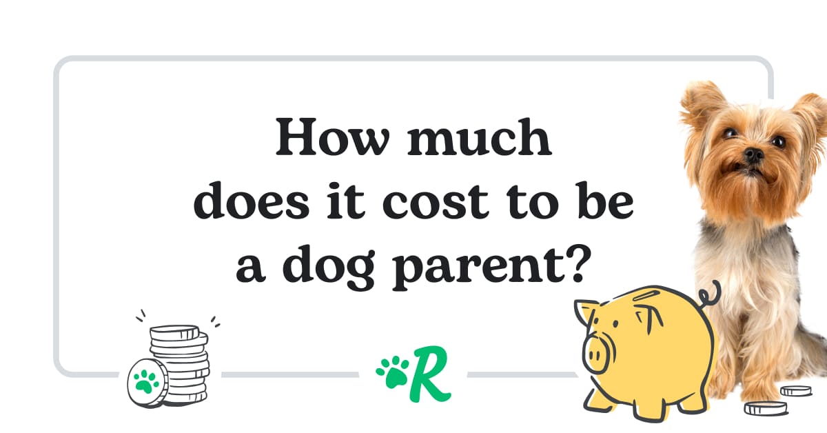 how much does it cost to maintain a dog