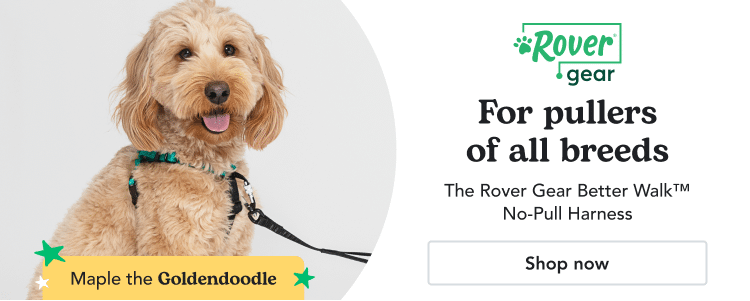A Goldendoodle wearing a Rover Gear harness and leash