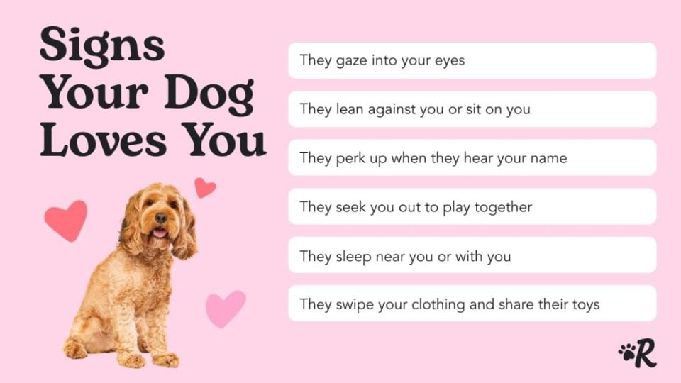 Does My Dog Love Me? 12 Ways to Tell & How to Say It Back