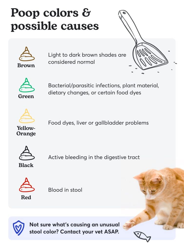 Unhealthy Cat Poop Chart Color Consistency And Causes