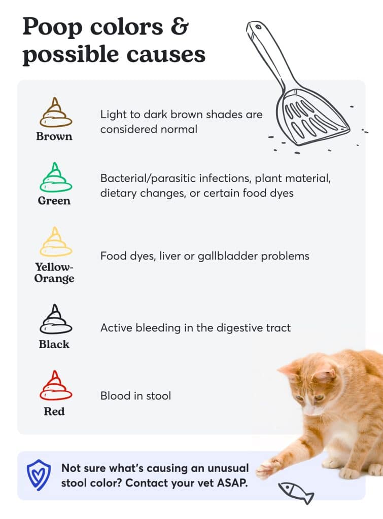 Unhealthy Cat Poop Chart Color Consistency Causes