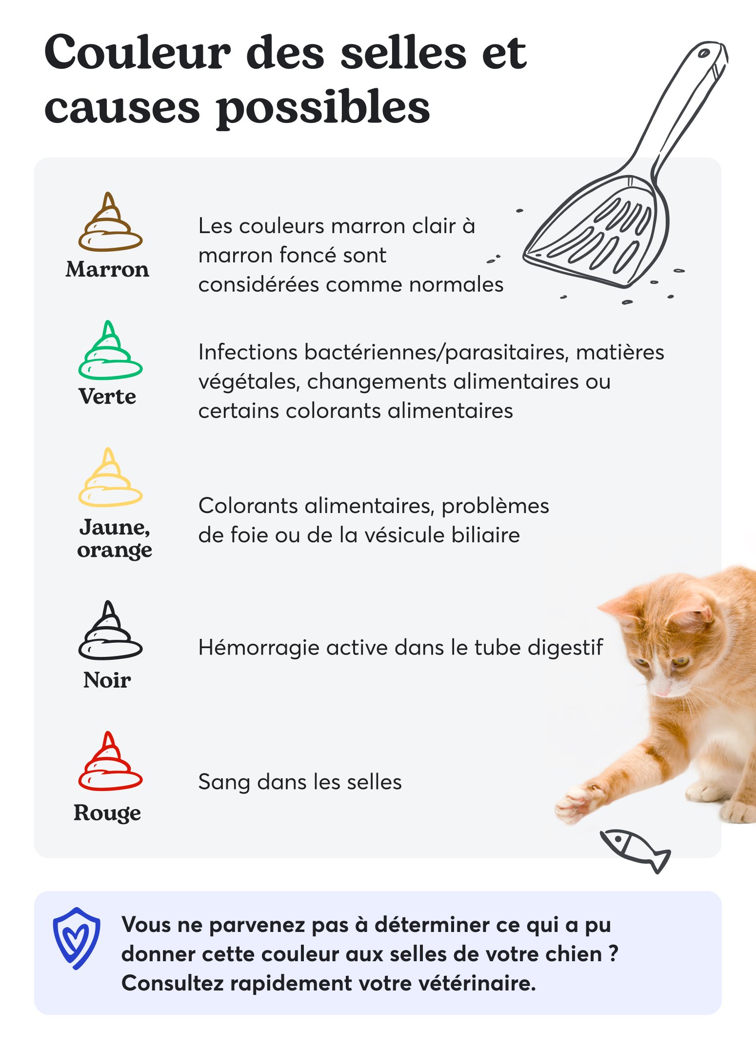Selles de chats non saines couleur, consistance et causes