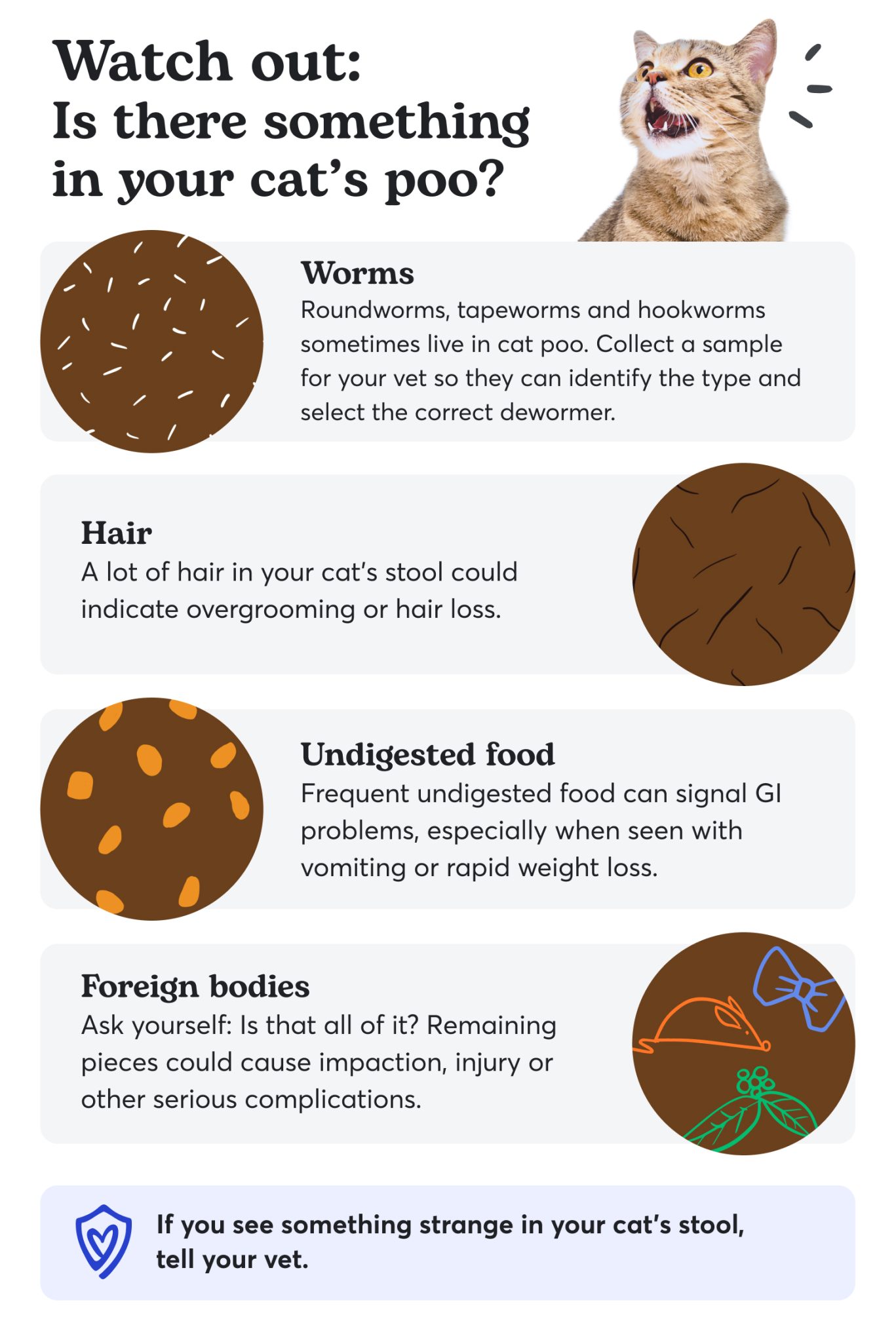 Unhealthy Cat Poop Chart Colour, Consistency & Causes