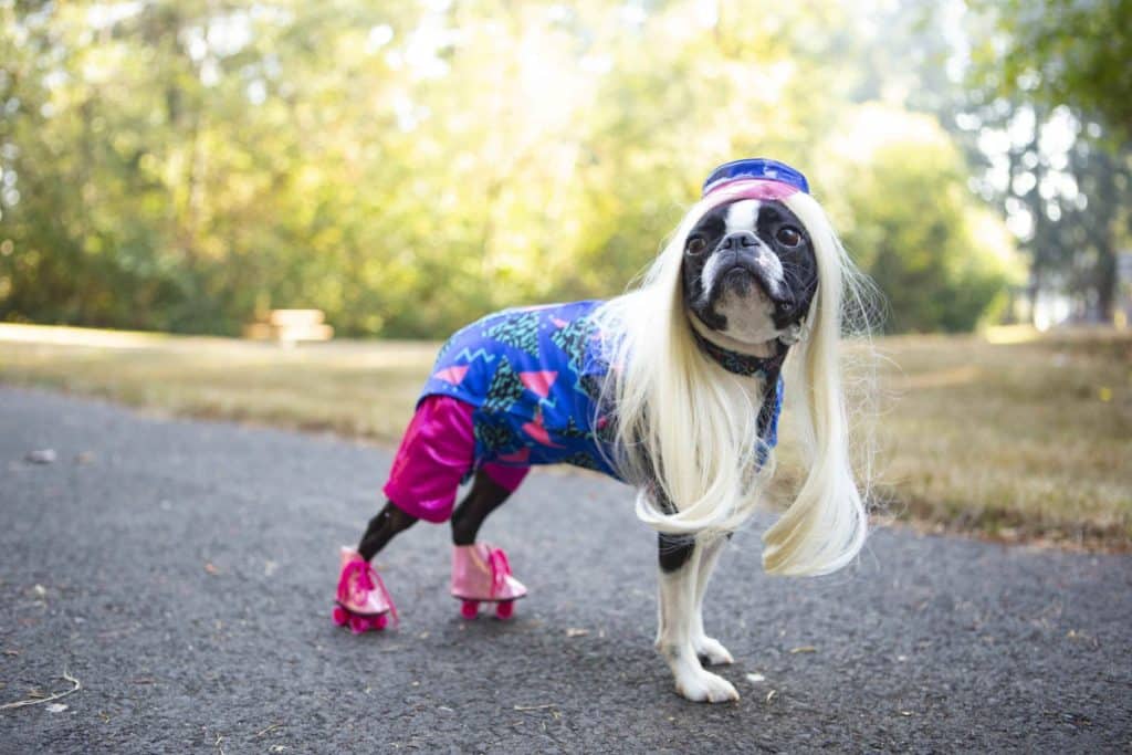 a Boston terrier in a barbie costume