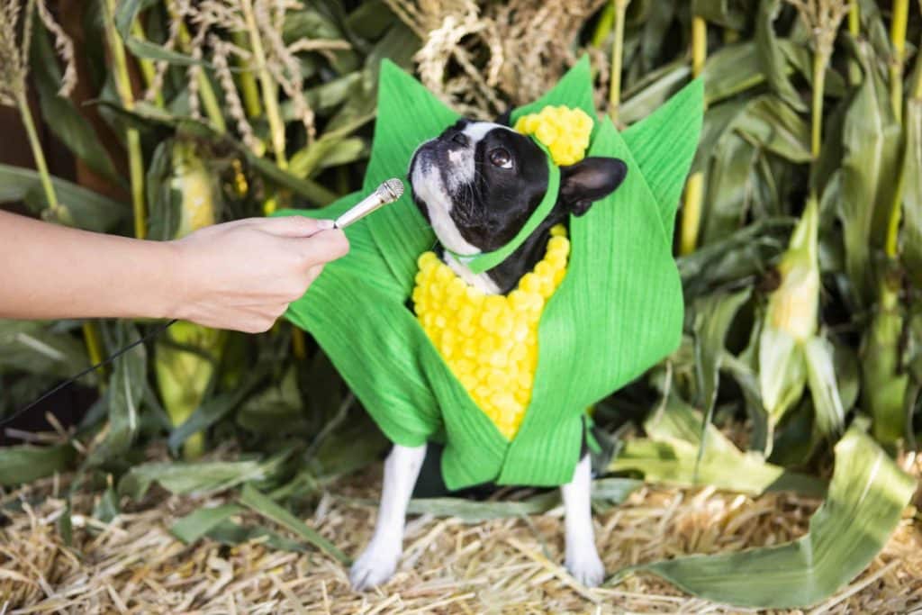 a Boston Terrier in a corn costume