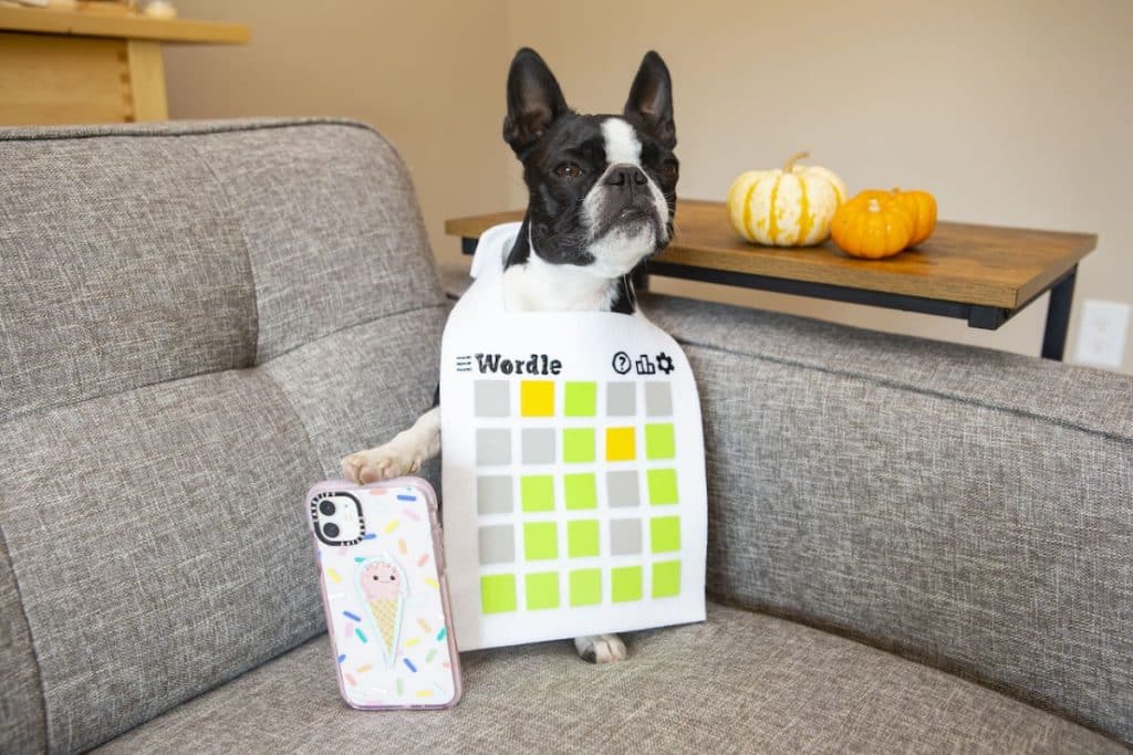 Boston terrier in a Wordle costume