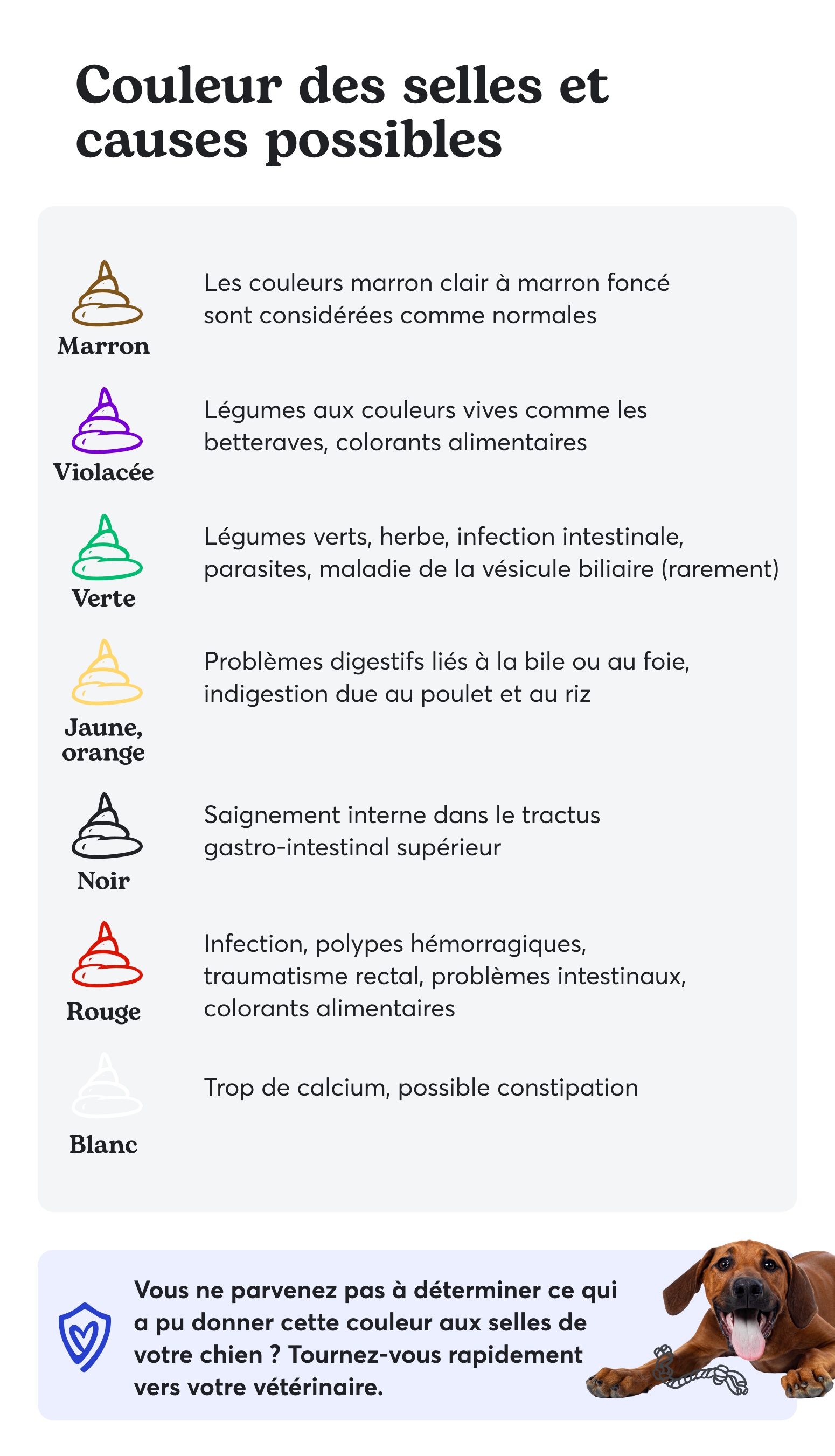 Crotte de chien : les couleurs qui en disent long sur la santé de ...