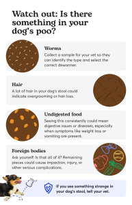 Range Rover Poop Dog Poop Chart: What Colour Should Healthy or Unhealthy Poop Be?