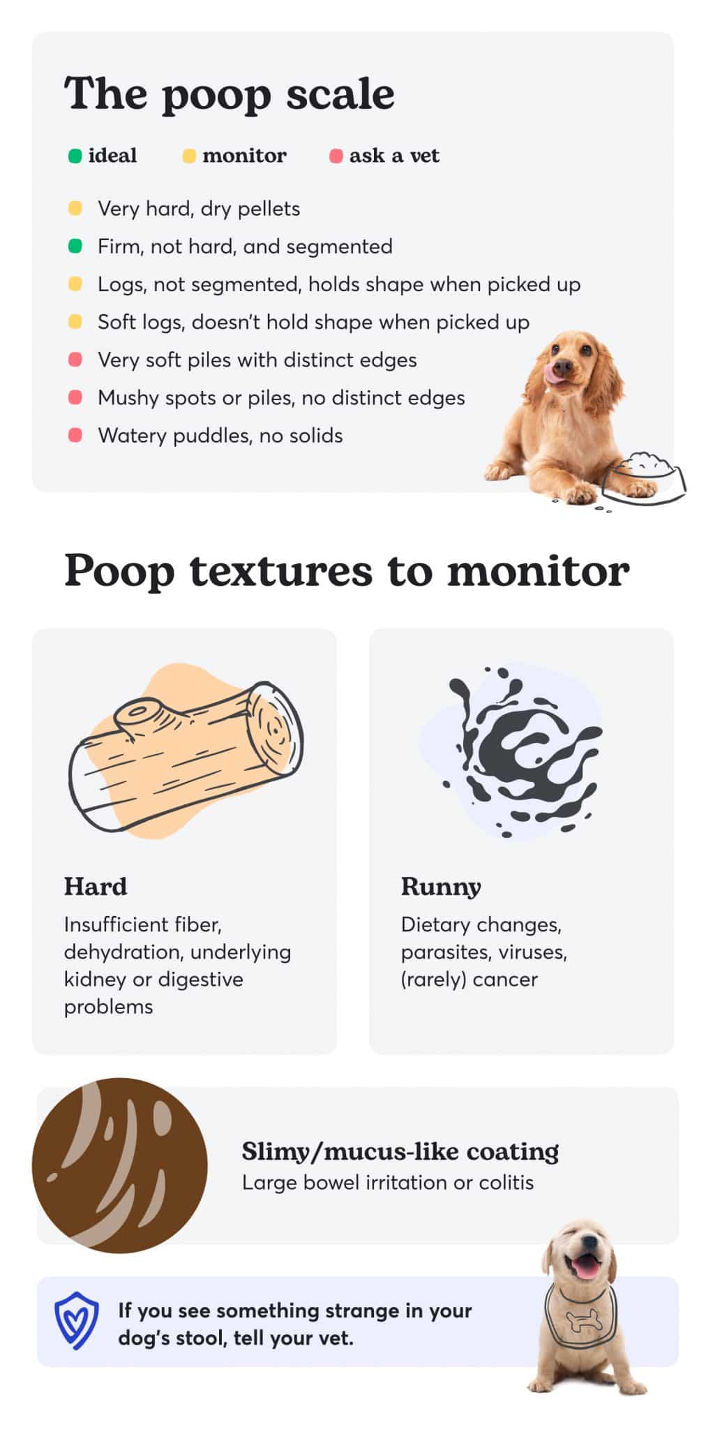 Dog Poop Chart: What Color Should Healthy or Unhealthy Poop Be?