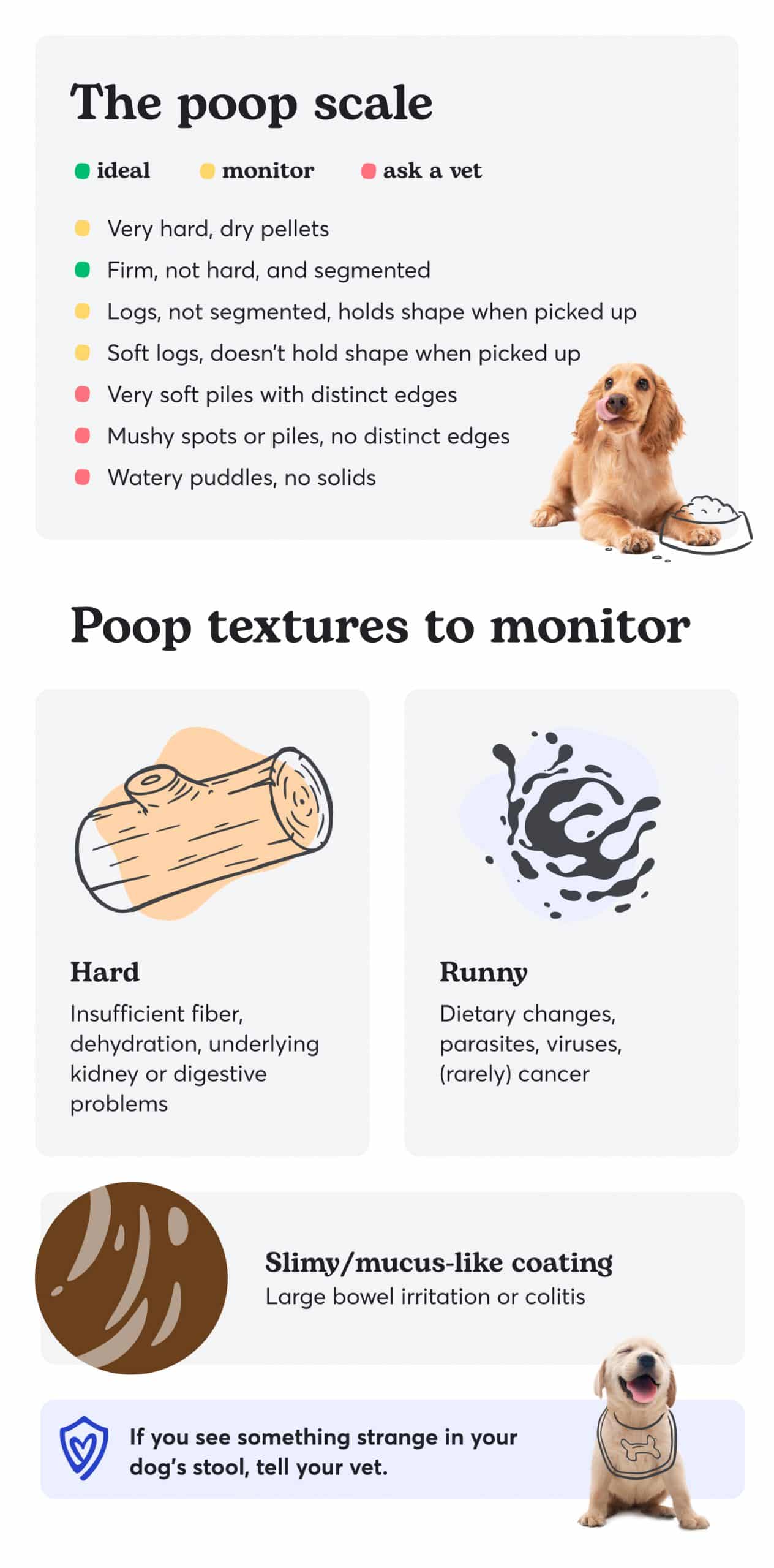 Dog Poop Chart: What Color Should Healthy or Unhealthy Poop Be?