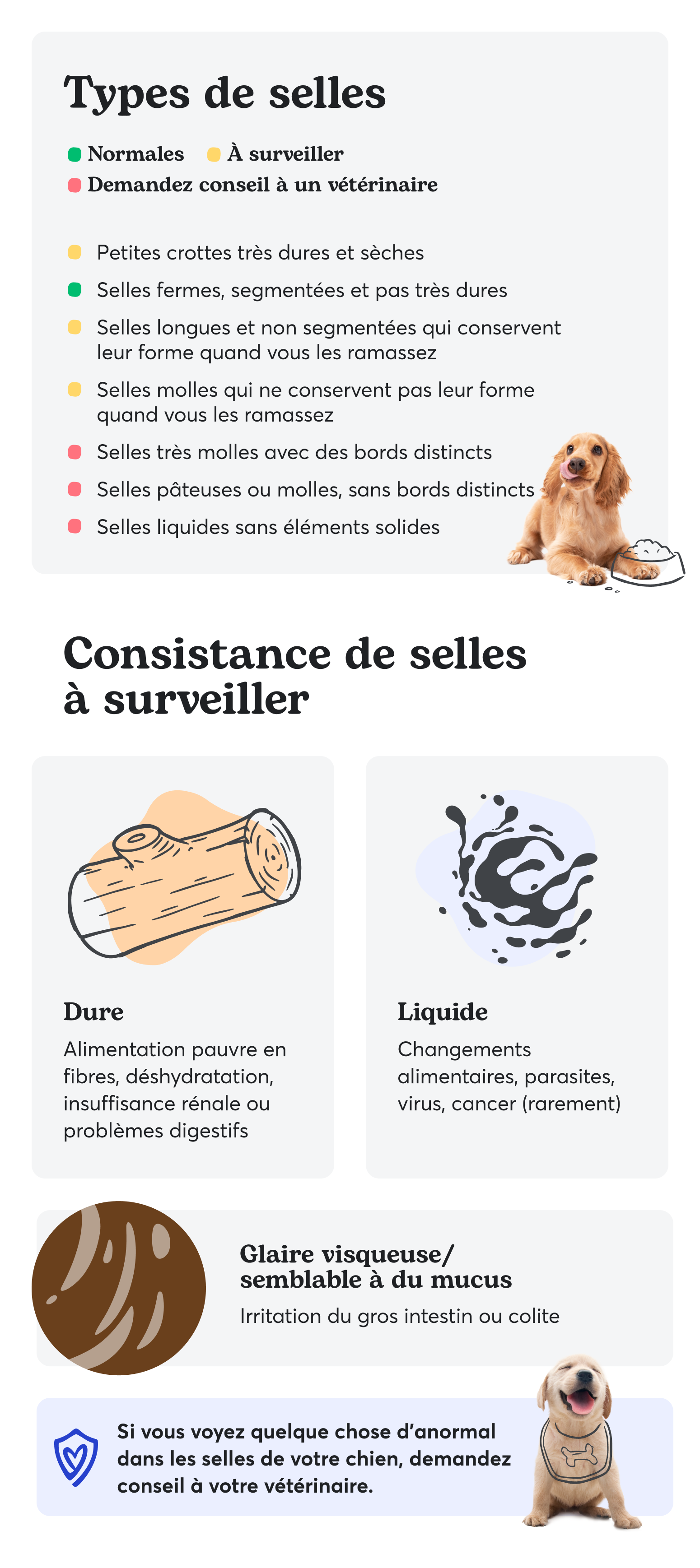 Crotte de chien : les couleurs qui en disent long sur la santé de ...